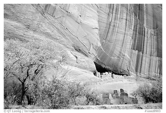 White House Ancestral Pueblan ruins with trees in fall colors. Canyon de Chelly  National Monument, Arizona, USA (black and white)