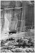 Floor of canyon with cottonwoods in fall colors and White House ruins. Canyon de Chelly  National Monument, Arizona, USA ( black and white)