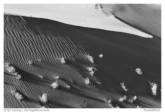 Dune patterns and bushes, early morning. Canyon de Chelly  National Monument, Arizona, USA (black and white)