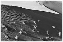 Dune patterns and bushes, early morning. Canyon de Chelly  National Monument, Arizona, USA (black and white)