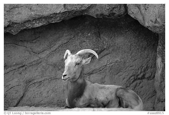 Desert Bighorn sheep, Arizona Sonora Desert Museum. Tucson, Arizona, USA (black and white)