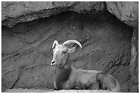 Desert Bighorn sheep, Arizona Sonora Desert Museum. Tucson, Arizona, USA (black and white)