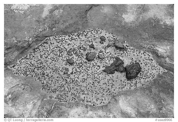 Close up of sandstone and volcanic rocks. Coyote Buttes, Vermilion cliffs National Monument, Arizona, USA (black and white)