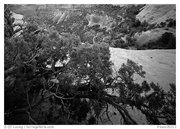 Monument Canyon view, Colorado National Monument. USA (black and white)