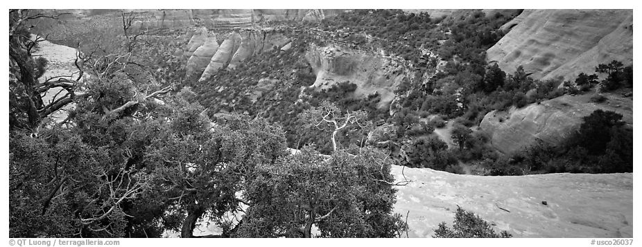 Mesa landscape. Colorado National Monument, Colorado, USA (black and white)