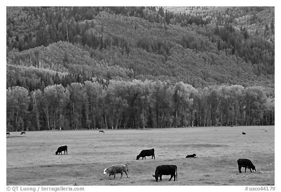 Cows in meadow and aspen covered slopes in spring. Colorado, USA (black and white)