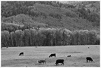 Cows in meadow and aspen covered slopes in spring. Colorado, USA (black and white)