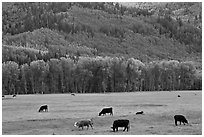 Cows in meadow and aspen covered slopes in spring. Colorado, USA (black and white)