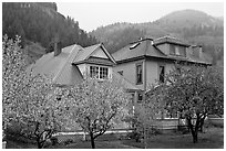 Flowering trees and houses. Telluride, Colorado, USA (black and white)
