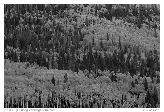 Aspens in fall foliage mixed with conifers, Rio Grande National Forest. Colorado, USA (black and white)