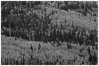 Aspens in fall foliage mixed with conifers, Rio Grande National Forest. Colorado, USA ( black and white)
