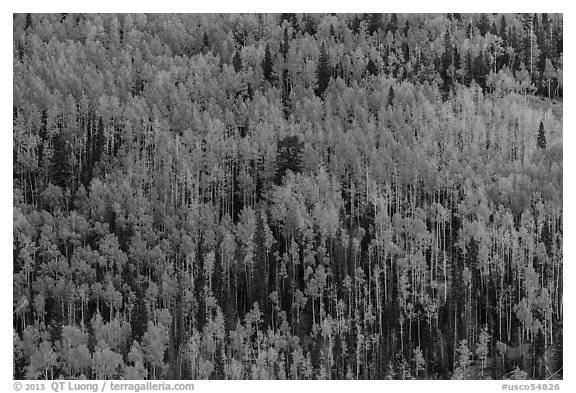 Slope with aspens in fall color, Rio Grande National Forest. Colorado, USA (black and white)