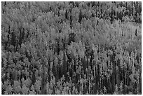 Slope with aspens in fall color, Rio Grande National Forest. Colorado, USA ( black and white)