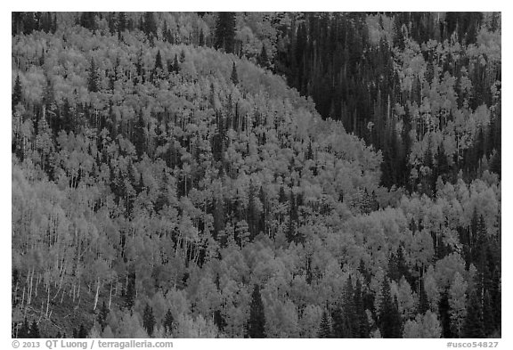 Aspens in bright fall foliage, Rio Grande National Forest. Colorado, USA (black and white)