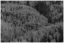 Aspens in bright fall foliage, Rio Grande National Forest. Colorado, USA ( black and white)