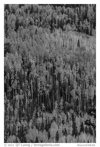 Aspens in autumn foliage on hillside, Rio Grande National Forest. Colorado, USA (black and white)