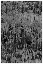 Aspens in autumn foliage on hillside, Rio Grande National Forest. Colorado, USA (black and white)