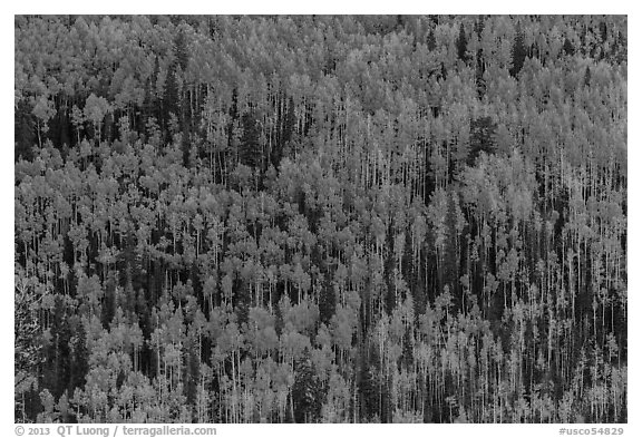 Slope with aspens in autumn color, Rio Grande National Forest. Colorado, USA