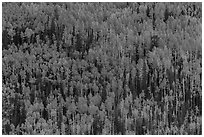 Slope with aspens in autumn color, Rio Grande National Forest. Colorado, USA ( black and white)