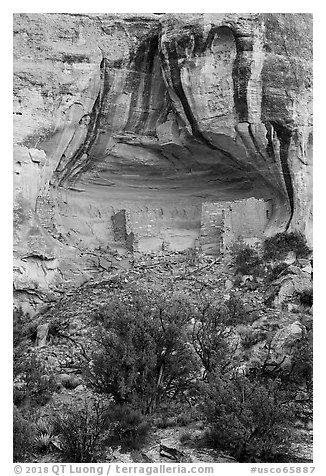 Sunny Alcove. Canyon of the Anciens National Monument, Colorado, USA (black and white)