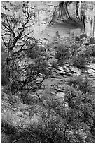 Juniper and cliff dwelling in alcove. Canyon of the Ancients National Monument, Colorado, USA ( black and white)