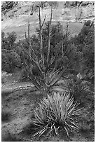 Yucca and juniper. Canyon of the Ancients National Monument, Colorado, USA ( black and white)