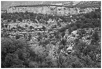 Sand Canyon with cottonwood in fall foliage. Canyon of the Anciens National Monument, Colorado, USA ( black and white)