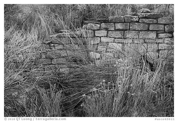 Shrubs and wall detail. Yucca House National Monument, Colorado, USA (black and white)