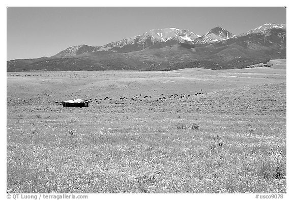 Meadow, Sangre de Cristo range. Colorado, USA (black and white)