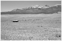 Meadow, Sangre de Cristo range. Colorado, USA (black and white)