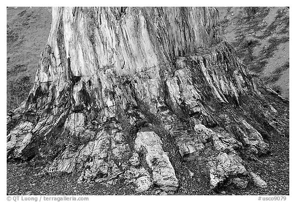 Petrified stump, Florissant Fossil Beds National Monument. Colorado, USA (black and white)