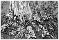 Petrified stump, Florissant Fossil Beds National Monument. Colorado, USA (black and white)