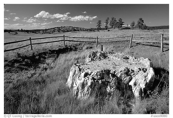 Petrified stump, Florissant Fossil Beds National Monument. Colorado, USA