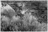 Indian Paintbrush and sandstone cliffs. Colorado, USA ( black and white)