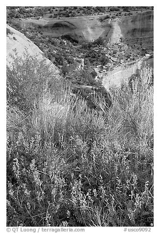 Indian Paintbrush and sandstone cliffs. Colorado National Monument, Colorado, USA (black and white)