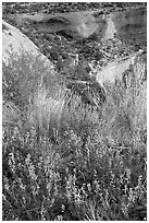 Indian Paintbrush and sandstone cliffs. Colorado, USA ( black and white)