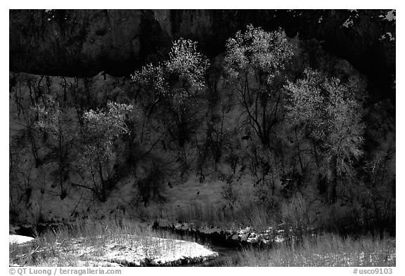Trees in winter, Riffle Canyon. Colorado, USA (black and white)