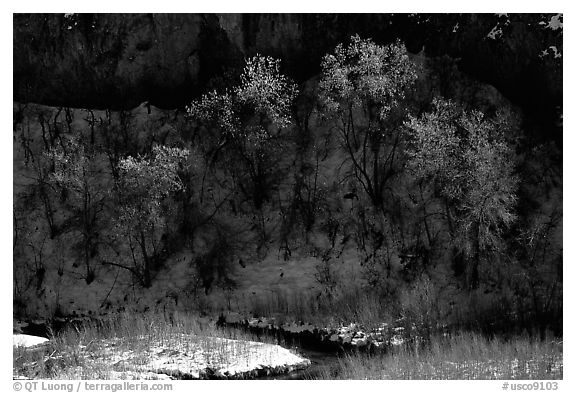 Trees in winter, Riffle Canyon. Colorado, USA