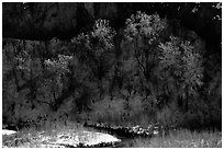 Trees in winter, Riffle Canyon. Colorado, USA ( black and white)