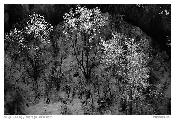 Trees in winter, Riffle Canyon. Colorado, USA (black and white)