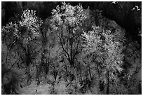 Trees in winter, Riffle Canyon. Colorado, USA (black and white)