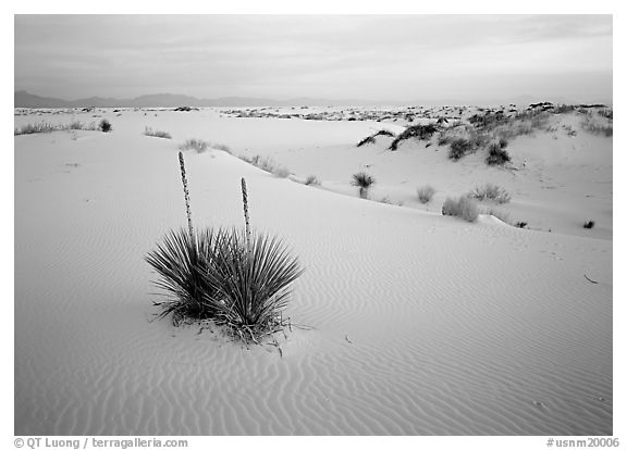 Yuccas and gypsum dunes, dawn. White Sands National Monument, New Mexico, USA (black and white)