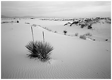 Yuccas and gypsum dunes, dawn. White Sands National Monument, New Mexico, USA (black and white)