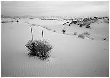 Yuccas and gypsum dunes, dawn. White Sands National Monument, New Mexico, USA ( black and white)