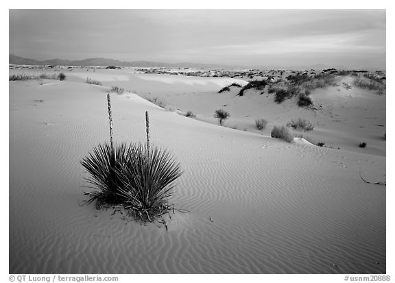 Yucca and white gypsum dune at sunrise. White Sands National Park (black and white)