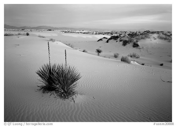 Yucca and white gypsum sand at sunrise. White Sands National Monument, New Mexico, USA