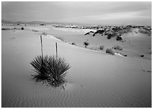 Yucca and white gypsum sand at sunrise, White Sands National Monument. New Mexico, USA ( black and white)