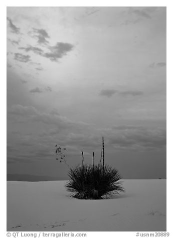 Lone yucca plants at sunset, White Sands National Monument. New Mexico, USA (black and white)