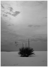 Lone yucca plants at sunset. White Sands National Monument, New Mexico, USA (black and white)
