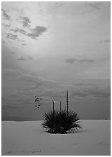 Lone yucca plants at sunset, White Sands National Monument. New Mexico, USA ( black and white)